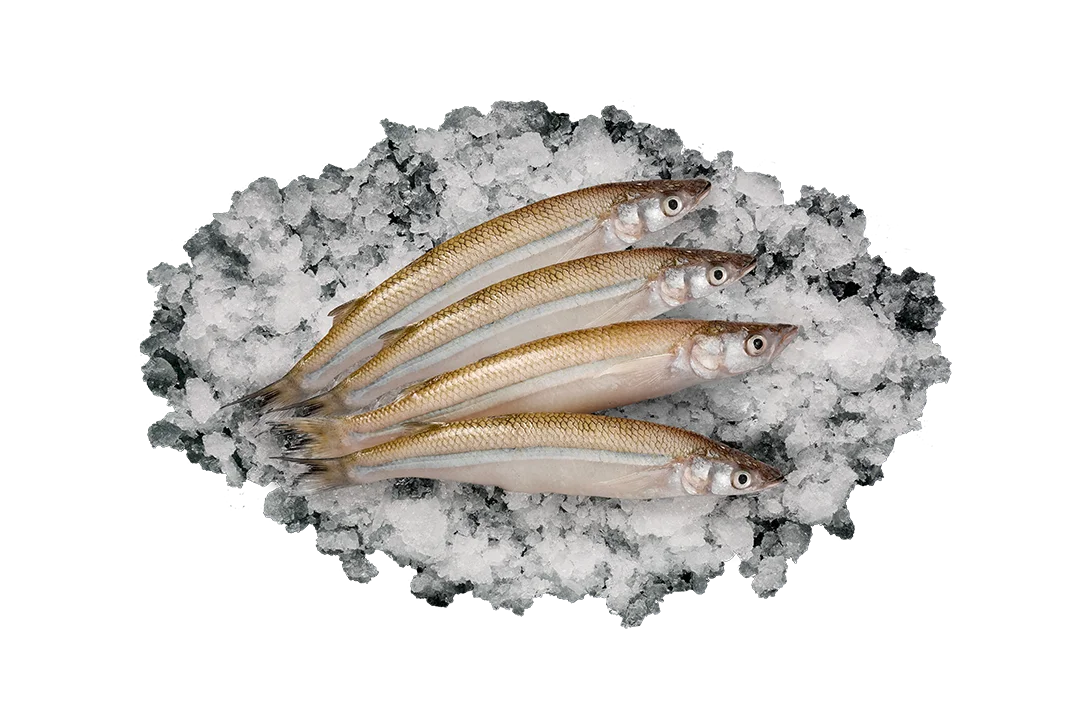 Корюшка